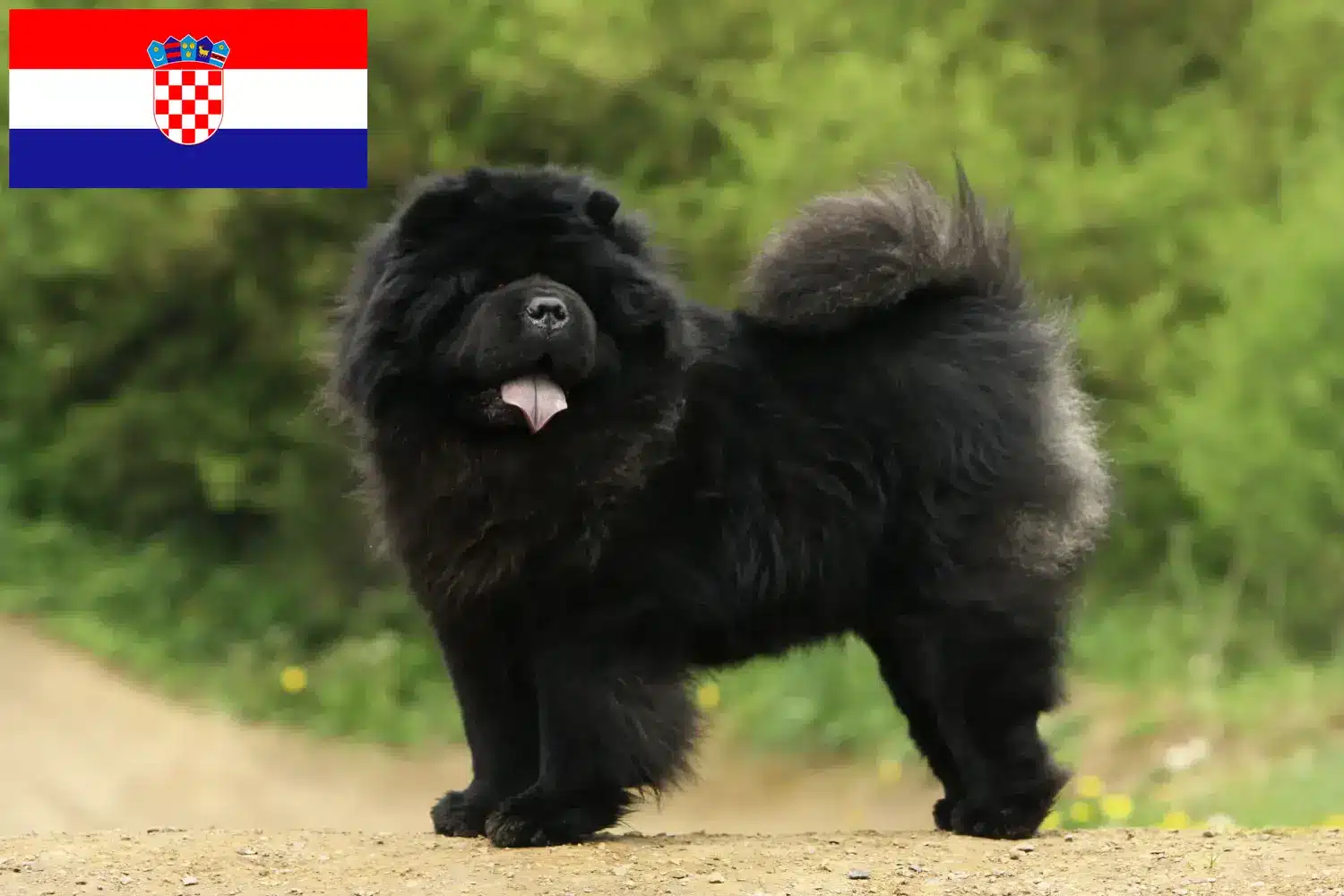 Read more about the article Chow-Chow criadores e cachorros na Croácia