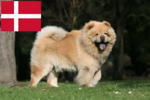 Read more about the article Chow-Chow criadores e cachorros na Dinamarca