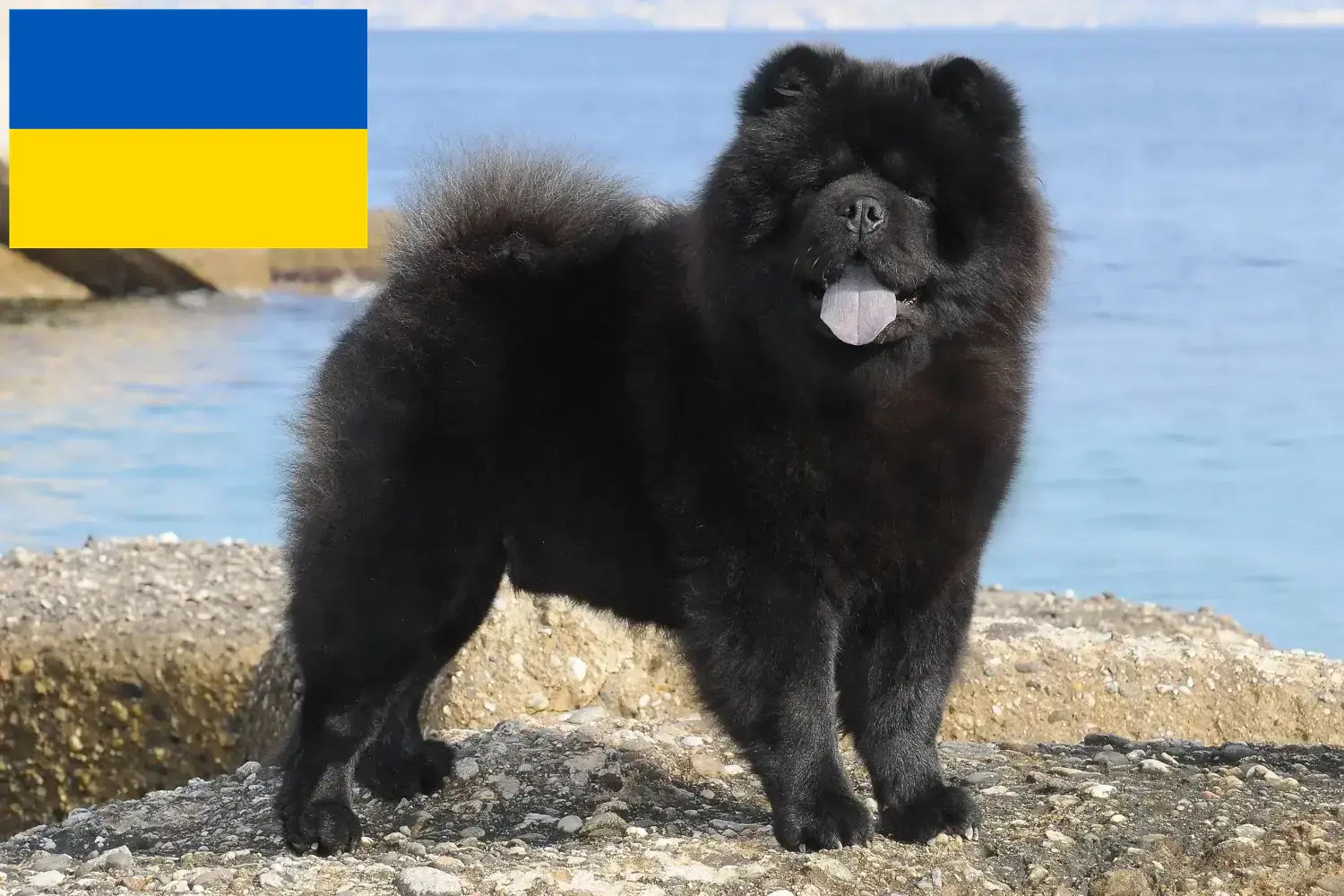 Read more about the article Chow Chow criadores e cachorros na Ucrânia