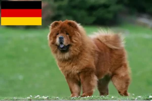 Read more about the article Chow-Chow criadores e cachorros na Alemanha