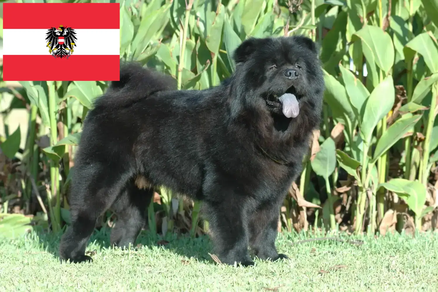 Read more about the article Chow-Chow criadores e cachorros na Áustria