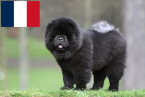 Read more about the article Chow-Chow criadores e cachorros em França