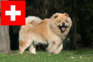 Read more about the article Chow-Chow criadores e cachorros na Suíça