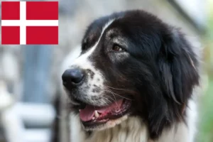 Read more about the article Ciobănesc Românesc de Bucovina Criador e cachorros na Dinamarca