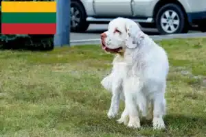 Read more about the article Criadores de Clumber Spaniel e cachorros na Lituânia