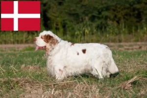 Read more about the article Criadores de Clumber Spaniel e cachorros na Dinamarca