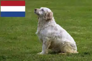 Read more about the article Criadores de Clumber Spaniel e cachorros nos Países Baixos