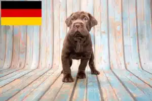 Read more about the article Criadores de Cocker Pei e cachorros na Alemanha