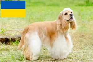 Read more about the article Criadores de Cocker Spaniel americano e cachorros na Ucrânia