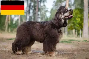 Read more about the article Criadores de Cocker Spaniel americano e cachorros na Alemanha