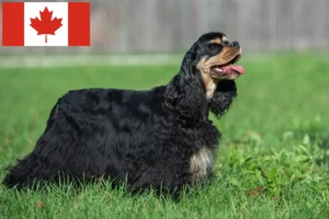 Read more about the article Criadores de Cocker Spaniel Americano e cachorros no Canadá