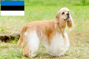 Read more about the article Criadores de Cocker Spaniel americano e cachorros na Estónia