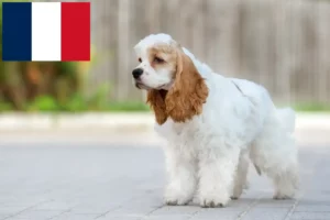 Read more about the article Criadores e cachorros de Cocker Spaniel americano em França