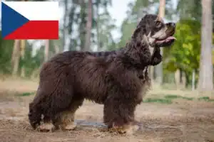 Read more about the article Criadores de Cocker Spaniel Americano e cachorros na República Checa