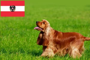 Read more about the article Criadores de Cocker Spaniel Inglês e cachorros na Áustria