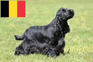 Read more about the article Criadores de Cocker Spaniel inglês e cachorros na Bélgica