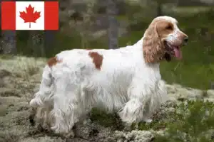 Read more about the article Criadores de Cocker Spaniel Inglês e cachorros no Canadá