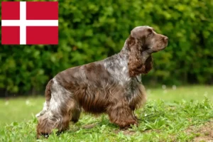 Read more about the article Criadores de Cocker Spaniel inglês e cachorros na Dinamarca