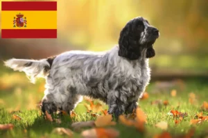 Read more about the article Criadores de Cocker Spaniel Inglês e cachorros em Espanha