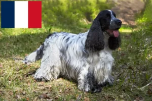 Read more about the article Criadores de Cocker Spaniel inglês e cachorros em França