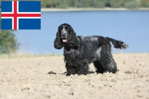 Read more about the article Criadores de Cocker Spaniel Inglês e cachorros na Islândia