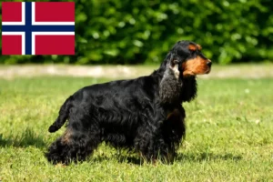 Read more about the article Criadores de Cocker Spaniel Inglês e cachorros na Noruega