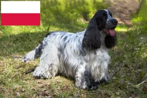 Read more about the article Criadores de Cocker Spaniel Inglês e cachorros na Polónia