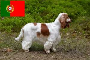 Read more about the article Criadores de Cocker Spaniel Inglês e cachorros em Portugal