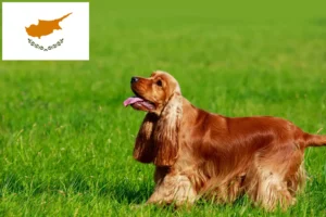 Read more about the article Criadores de Cocker Spaniel inglês e cachorros em Chipre