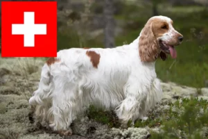 Read more about the article Criadores de Cocker Spaniel Inglês e cachorros na Suíça