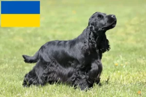 Read more about the article Criadores de Cocker Spaniel inglês e cachorros na Ucrânia