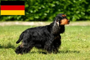 Read more about the article Criadores de Cocker Spaniel inglês e cachorros na Alemanha