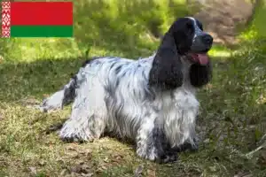 Read more about the article Criadores de Cocker Spaniel Inglês e cachorros na Bielorrússia