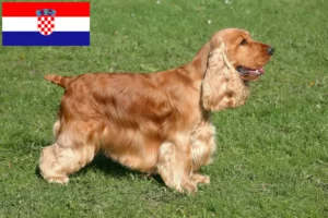 Read more about the article Criadores de Cocker Spaniel Inglês e cachorros na Croácia