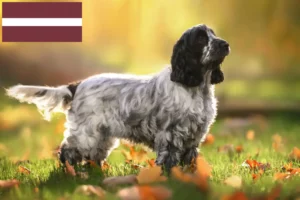 Read more about the article Criadores de Cocker Spaniel Inglês e cachorros na Letónia