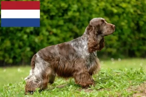 Read more about the article Criadores e cachorros de Cocker Spaniel Inglês nos Países Baixos