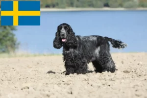 Read more about the article Criadores de Cocker Spaniel inglês e cachorros na Suécia