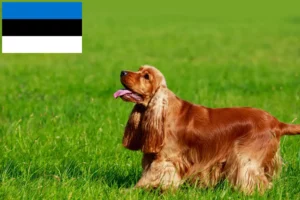 Read more about the article Criadores de Cocker Spaniel inglês e cachorros na Estónia