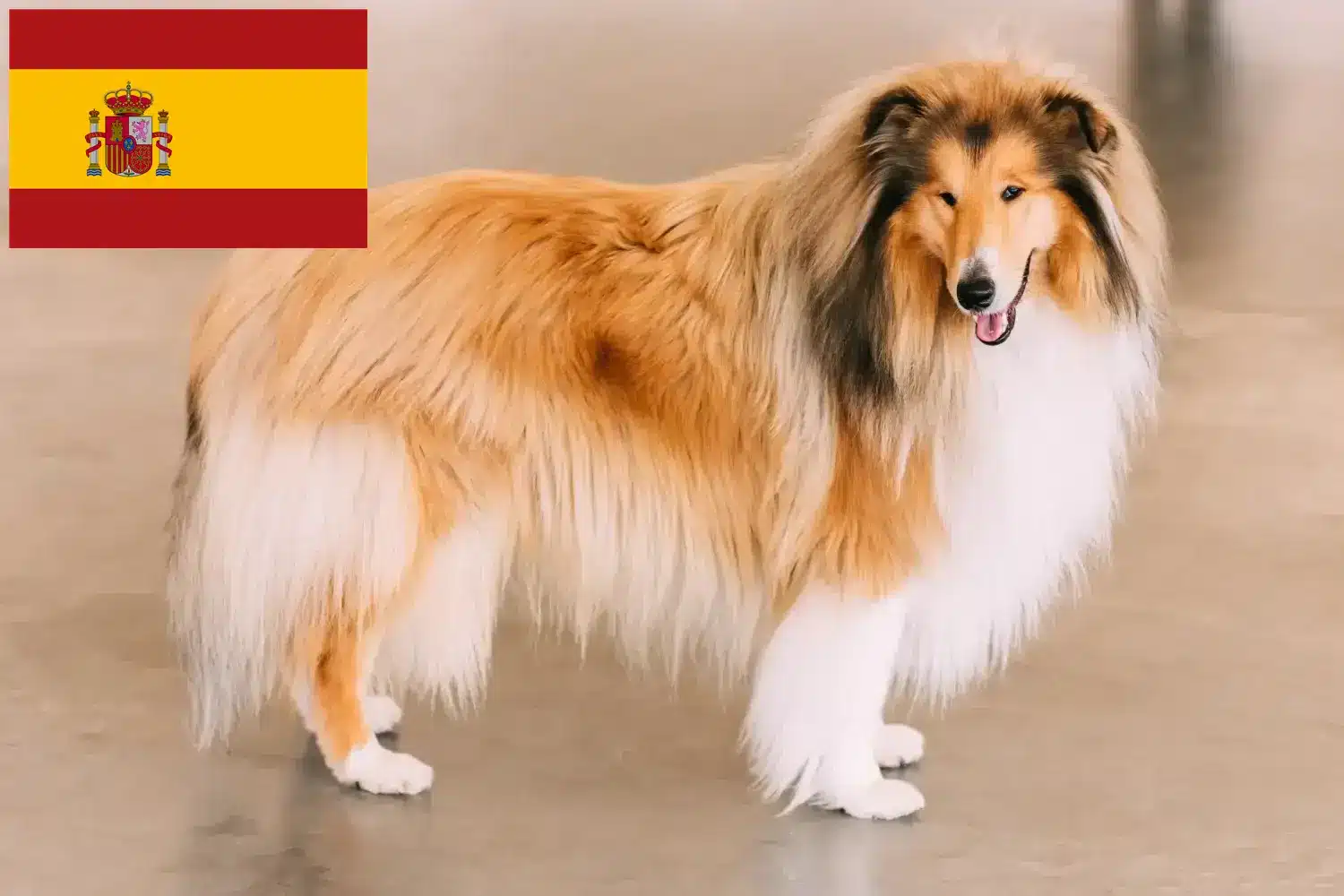 Read more about the article Criadores de Collie e cachorros em Espanha