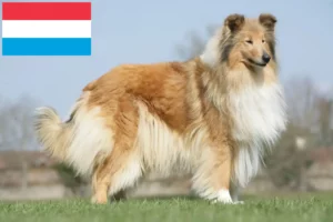 Read more about the article Criadores de Collie e cachorros no Luxemburgo