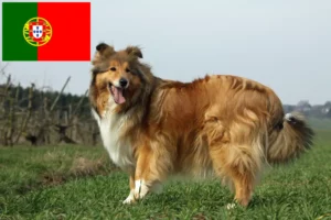 Read more about the article Criadores de Collie e cachorros em Portugal