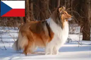 Read more about the article Criadores de Collie e cachorros na República Checa