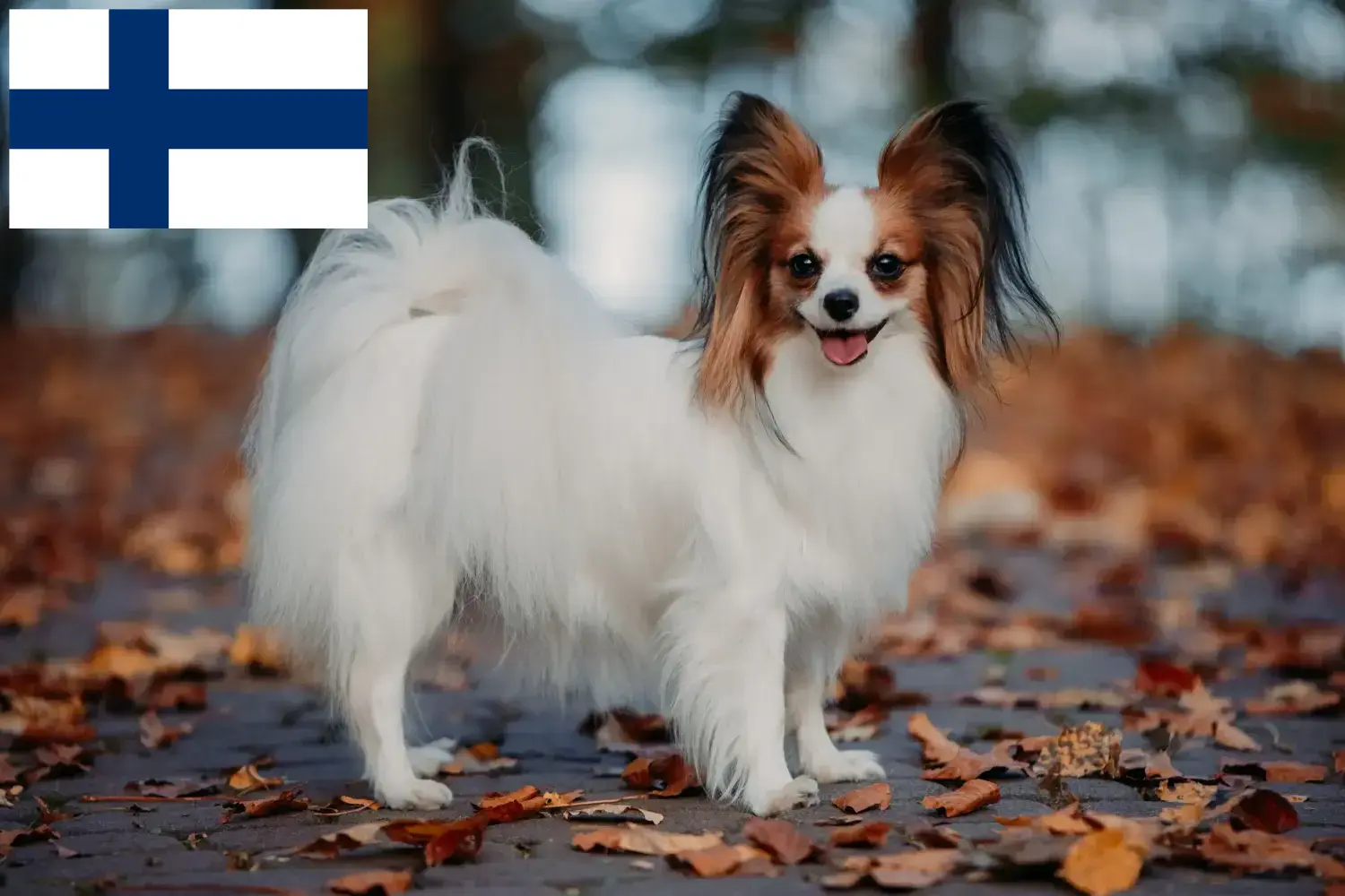 Read more about the article Criador de Spaniel Anão Continental e cachorros na Finlândia