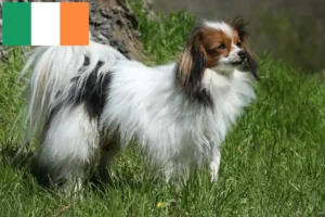 Read more about the article Criador de Spaniel Anão Continental e cachorros na Irlanda