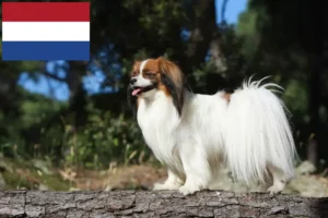 Read more about the article Criador de Spaniel Anão Continental e cachorros nos Países Baixos