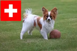 Read more about the article Criadores de Spaniel Anão Continental e cachorros na Suíça