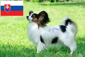 Read more about the article Criador de Spaniel Anão Continental e cachorros na Eslováquia