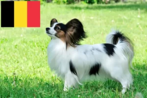 Read more about the article Criador de Spaniel Anão Continental e cachorros na Bélgica