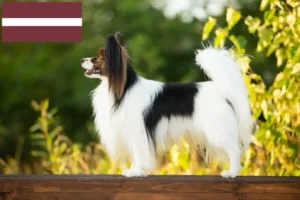 Read more about the article Criador de Spaniel Anão Continental e cachorros na Letónia