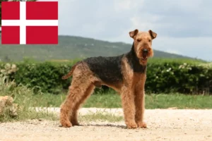 Read more about the article Criadores de Airedale Terrier e cachorros na Dinamarca